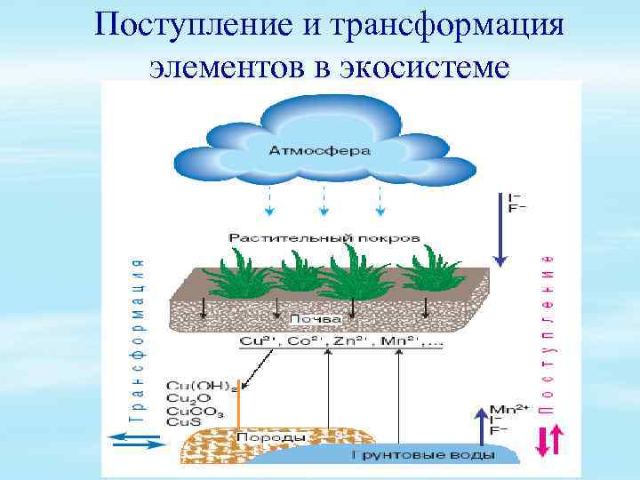 Обмен воды и минеральных солей презентация