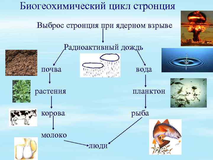 Биогеохимические циклы презентация