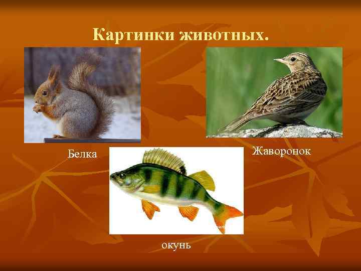  Картинки животных. Жаворонок Белка окунь 