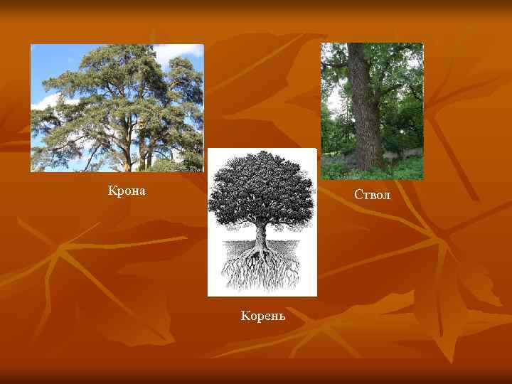 Крона Ствол Корень 