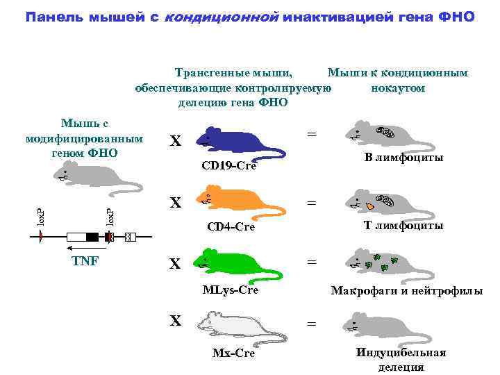 При расшифровке генома мыши было установлено 20