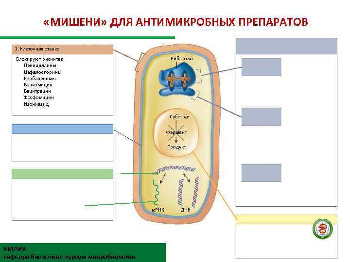  «МИШЕНИ» ДЛЯ АНТИМИКРОБНЫХ ПРЕПАРАТОВ 1. Клеточная стенка Рибосома Блокируют бисинтез Пенициллины Цефалоспорины Карбапенемы