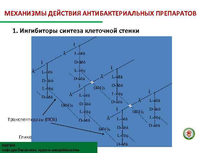 МЕХАНИЗМЫ ДЕЙСТВИЯ АНТИБАКТЕРИАЛЬНЫХ ПРЕПАРАТОВ 1. Ингибиторы синтеза клеточной стенки Транспептидазы (ПСБ) Гликопептид клеточной стенки