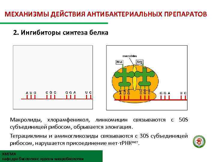 МЕХАНИЗМЫ ДЕЙСТВИЯ АНТИБАКТЕРИАЛЬНЫХ ПРЕПАРАТОВ 2. Ингибиторы синтеза белка Макролиды, хлорамфеникол, линкомицин связываются с 50