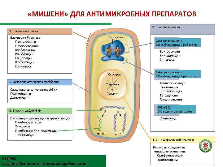  «МИШЕНИ» ДЛЯ АНТИМИКРОБНЫХ ПРЕПАРАТОВ 2. Биосинтез белка 1. Клеточная стенка Рибосома Блокируют бисинтез