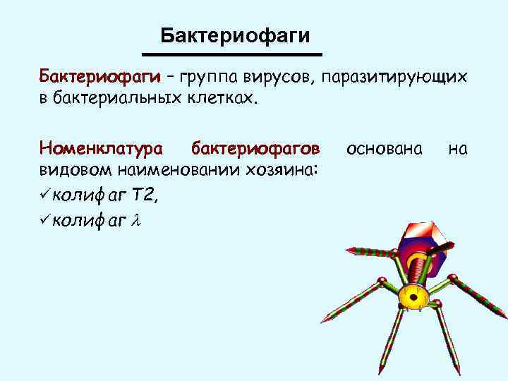 Бактериофаги – группа вирусов, паразитирующих в бактериальных клетках. Номенклатура бактериофагов видовом наименовании хозяина: üколифаг