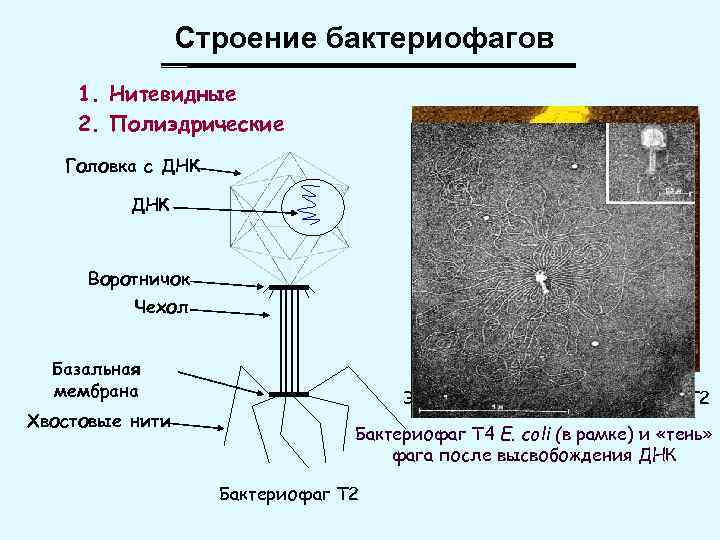 Строение бактериофагов 1. Нитевидные 2. Полиэдрические Головка с ДНК Воротничок Чехол Базальная мембрана Хвостовые