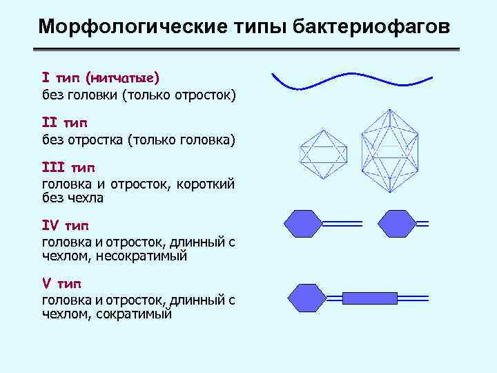 Морфологические типы бактериофагов I тип (нитчатые) без головки (только отросток) II тип без отростка