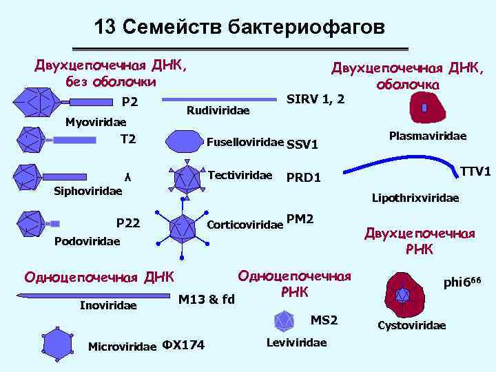 13 Семейств бактериофагов Двухцепочечная ДНК, без оболочки P 2 Myoviridae SIRV 1, 2 Rudiviridae