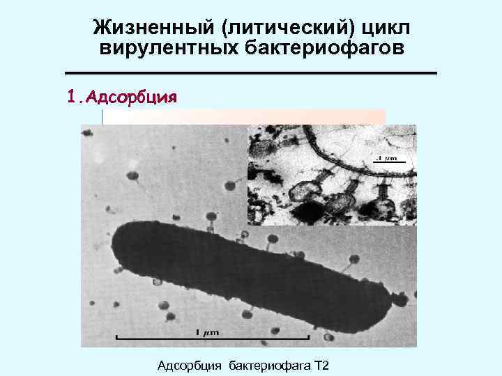 Жизненный (литический) цикл вирулентных бактериофагов 1. Адсорбция бактериофага Т 2 