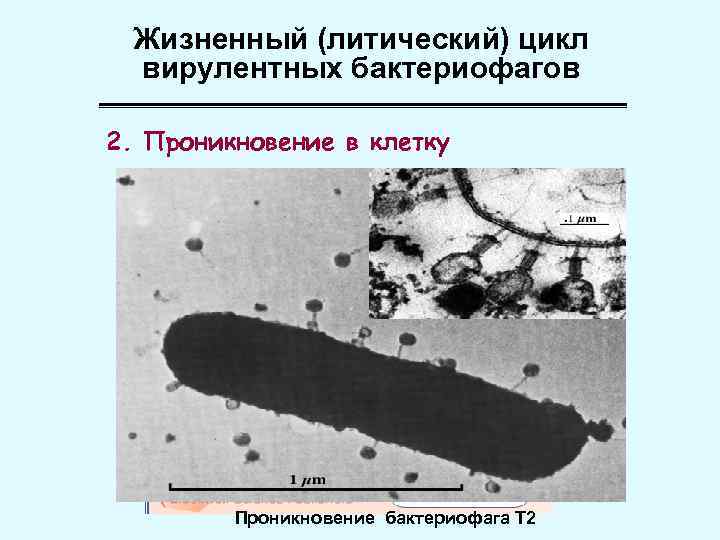 Жизненный (литический) цикл вирулентных бактериофагов 2. Проникновение в клетку Проникновение бактериофага Т 2 