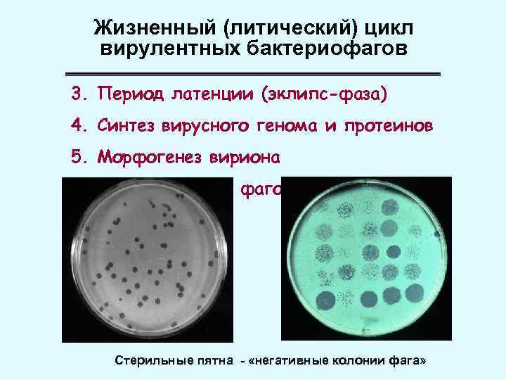 Жизненный (литический) цикл вирулентных бактериофагов 3. Период латенции (эклипс-фаза) 4. Синтез вирусного генома и