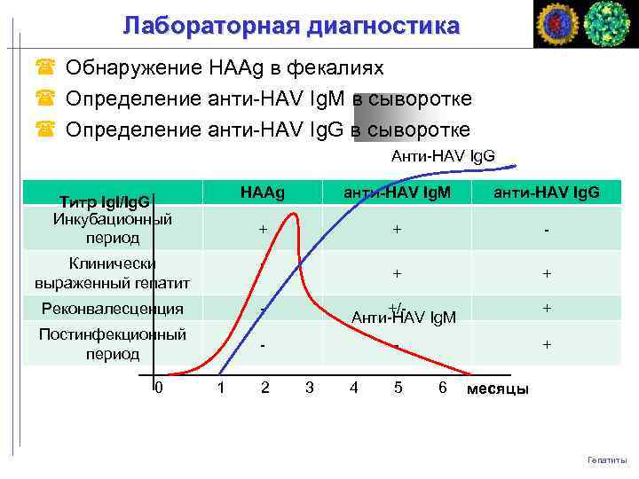 Лабораторная диагностика Обнаружение HAAg в фекалиях Определение анти-HAV Ig. M в сыворотке Определение анти-HAV