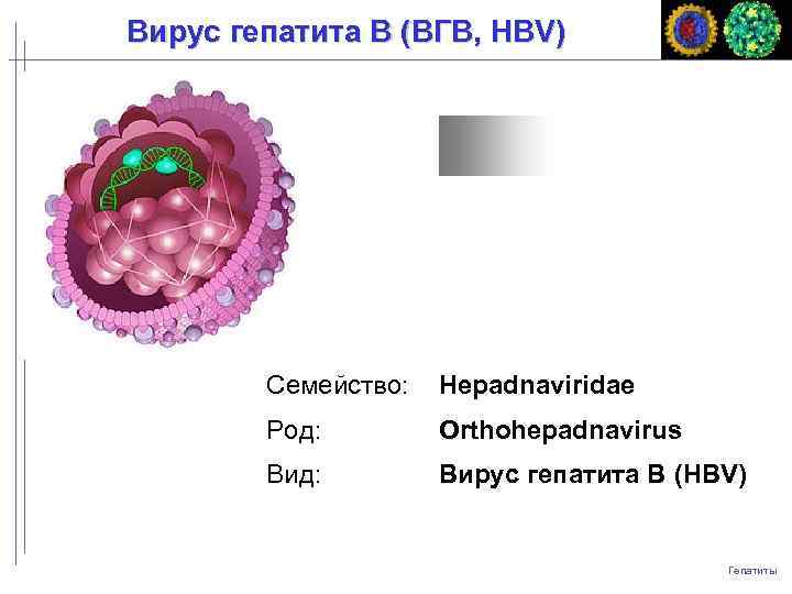 Вирус гепатита B (ВГB, HBV) Семейство: Hepadnaviridae Род: Orthohepadnavirus Вид: Вирус гепатита В (HBV)