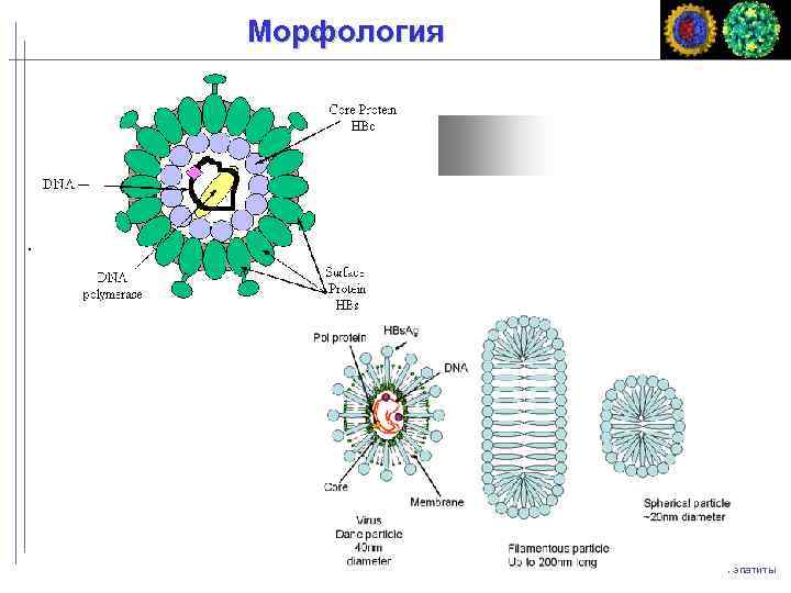 Морфология Гепатиты 