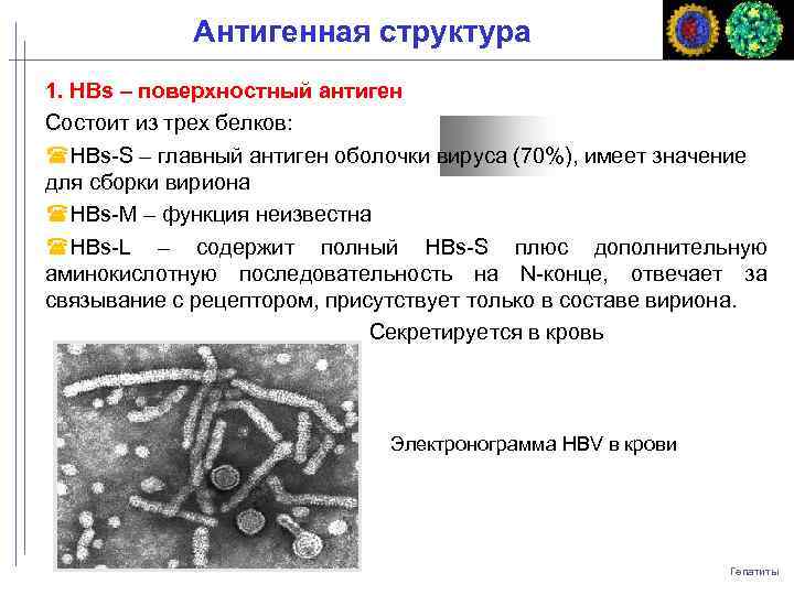 Антигенная структура 1. HBs – поверхностный антиген Состоит из трех белков: HBs-S – главный