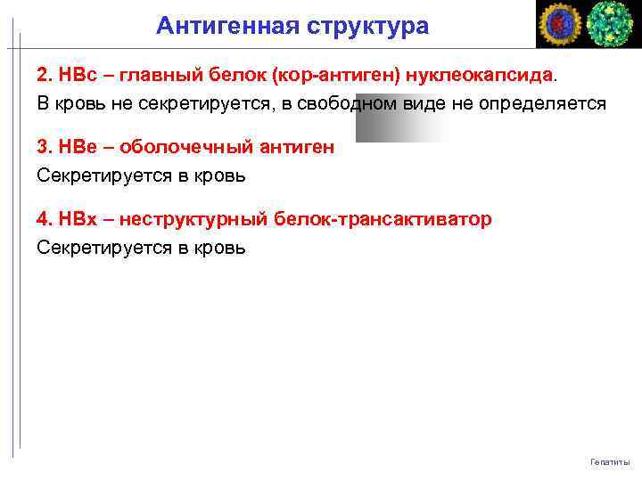 Антигенная структура 2. HBс – главный белок (кор-антиген) нуклеокапсида. В кровь не секретируется, в