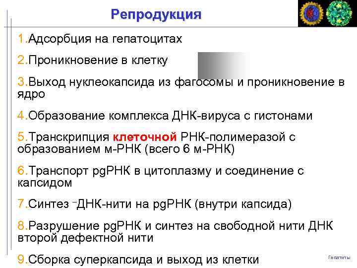 Репродукция 1. Адсорбция на гепатоцитах 2. Проникновение в клетку 3. Выход нуклеокапсида из фагосомы