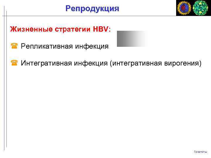 Репродукция Жизненные стратегии HBV: Репликативная инфекция Интегративная инфекция (интегративная вирогения) Гепатиты 