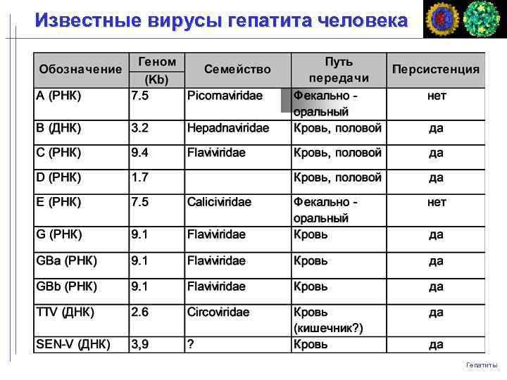 Известные вирусы гепатита человека Гепатиты 