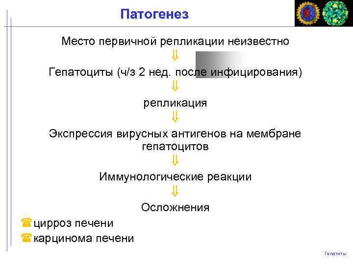 Патогенез Место первичной репликации неизвестно Гепатоциты (ч/з 2 нед. после инфицирования) репликация Экспрессия вирусных