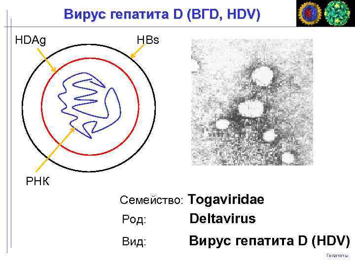 Вирус гепатита D (ВГD, HDV) НDAg НBs РНК Семейство: Togaviridae Род: Deltavirus Вид: Вирус