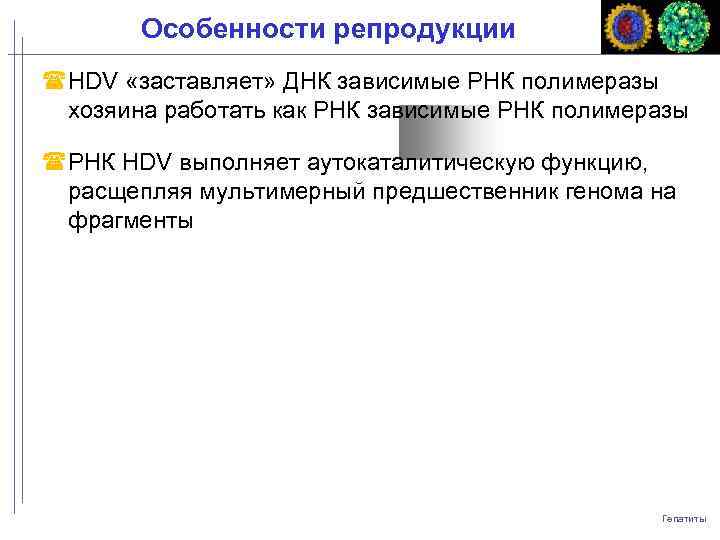 Особенности репродукции HDV «заставляет» ДНК зависимые РНК полимеразы хозяина работать как РНК зависимые РНК