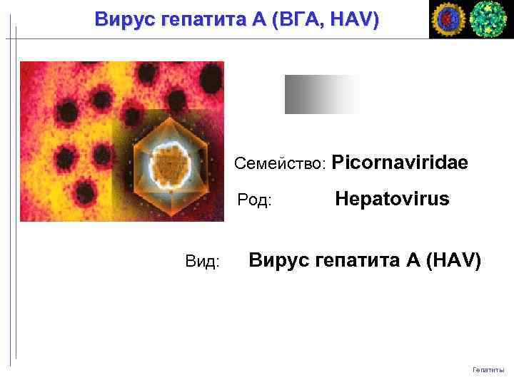 Вирус гепатита A (ВГA, HAV) Семейство: Picornaviridae Род: Вид: Hepatovirus Вирус гепатита А (HAV)