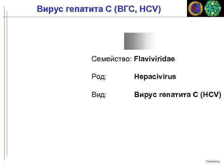 Вирус гепатита C (ВГC, HCV) Семейство: Flaviviridae Род: Hepacivirus Вид: Вирус гепатита С (HCV)