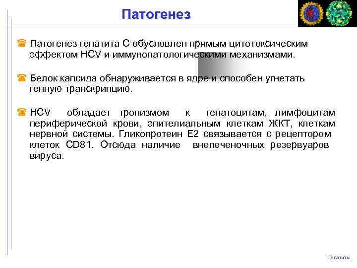 Патогенез гепатита С обусловлен прямым цитотоксическим эффектом НСV и иммунопатологическими механизмами. Белок капсида обнаруживается