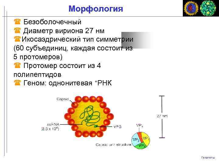 Морфология Безоболочечный Диаметр вириона 27 нм Икосаэдрический тип симметрии (60 субъединиц, каждая состоит из