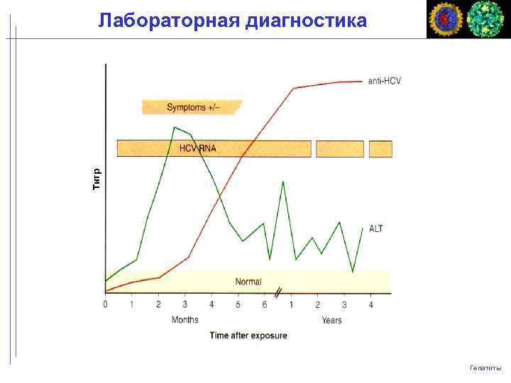 Титр Лабораторная диагностика Гепатиты 