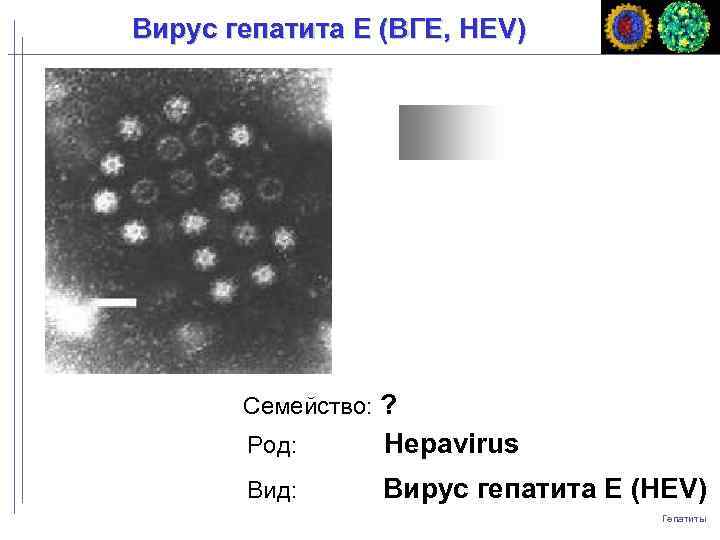 Вирус гепатита Е (ВГЕ, HЕV) Семейство: ? Род: Hepavirus Вид: Вирус гепатита E (HEV)