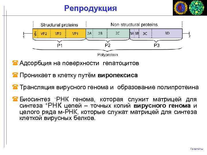 Репродукция Адсорбция на поверхности гепатоцитов Проникает в клетку путём виропексиса Трансляция вирусного генома и