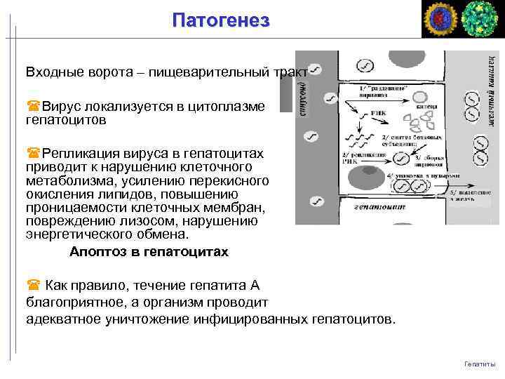 Патогенез Входные ворота – пищеварительный тракт Вирус локализуется в цитоплазме гепатоцитов Репликация вируса в