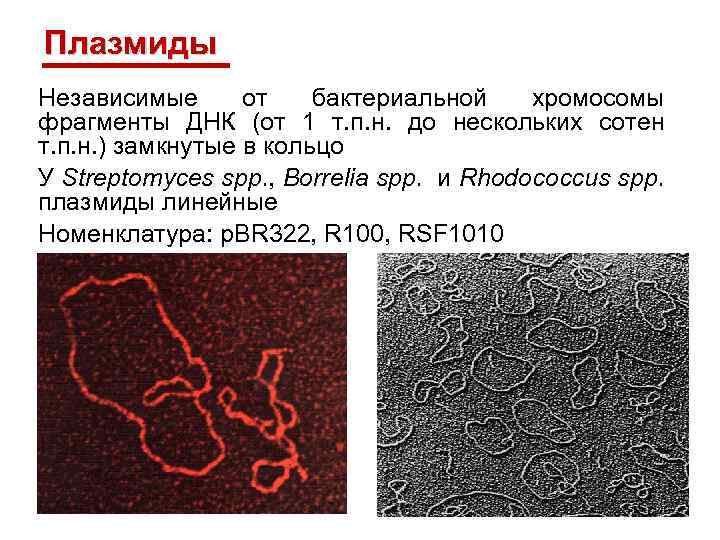 Плазмиды Независимые от бактериальной хромосомы фрагменты ДНК (от 1 т. п. н. до нескольких