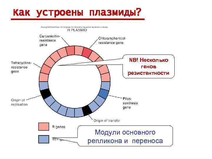 Как устроены плазмиды? NB! Несколько генов резистентности Модули основного репликона и переноса 