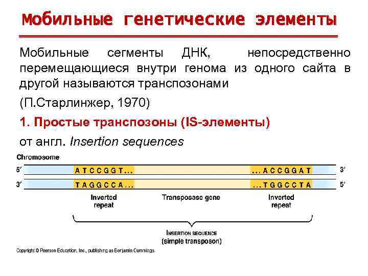 Мобильные генетические элементы Мобильные сегменты ДНК, непосредственно перемещающиеся внутри генома из одного сайта в