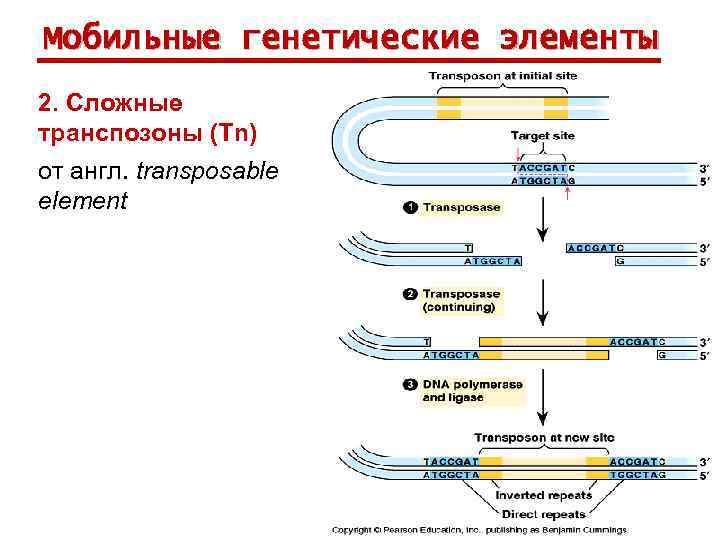 Мобильные генетические элементы 2. Сложные транспозоны (Тn) от англ. transposable element 