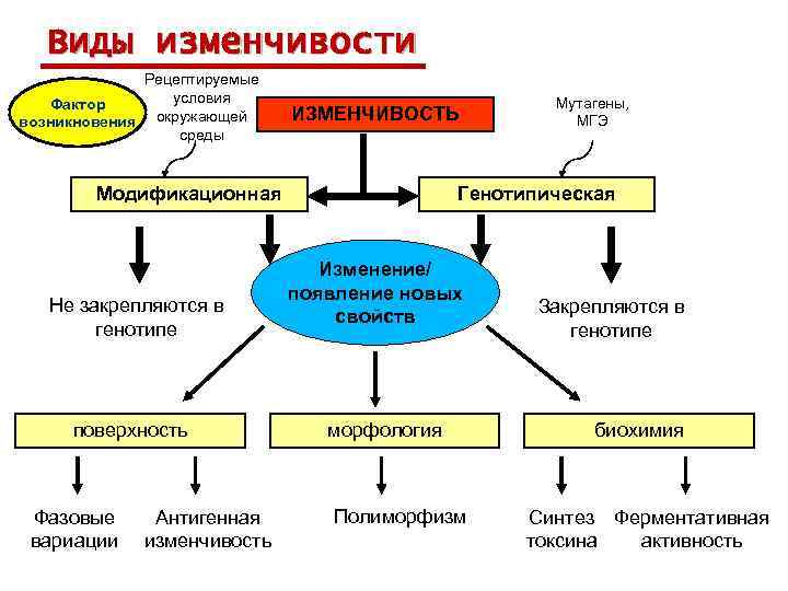 Виды изменчивости Рецептируемые условия Фактор возникновения окружающей среды ИЗМЕНЧИВОСТЬ Модификационная Не закрепляются в генотипе