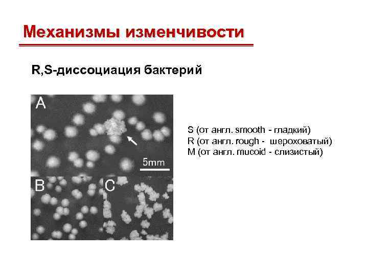 Механизмы изменчивости R, S-диссоциация бактерий S (от англ. smooth - гладкий) R (от англ.