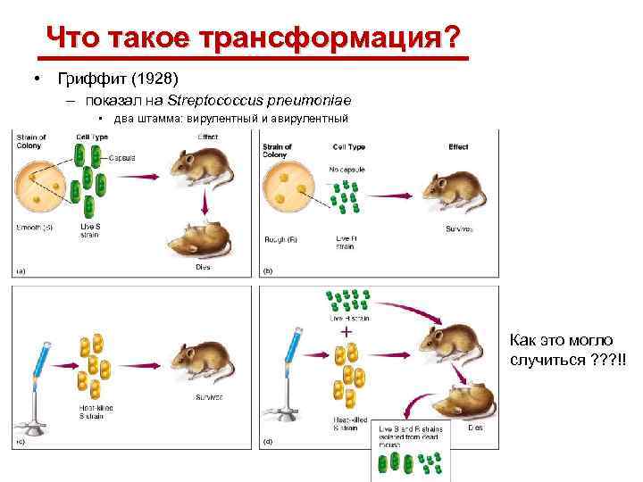 Что такое трансформация? • Гриффит (1928) – показал на Streptococcus pneumoniae • два штамма: