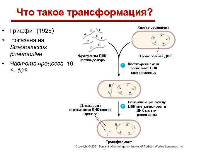 Что такое трансформация? Клетка-реципиент • Гриффит (1928) • показана на Streptococcus pneumoniae • Частота