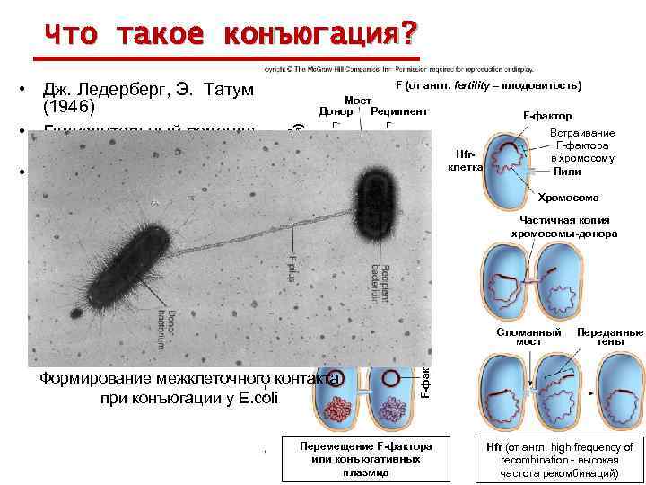 Что такое конъюгация? Hfr-перенос (от англ. fertility – плодовитость) F Мост Донор Реципиент F-фактор