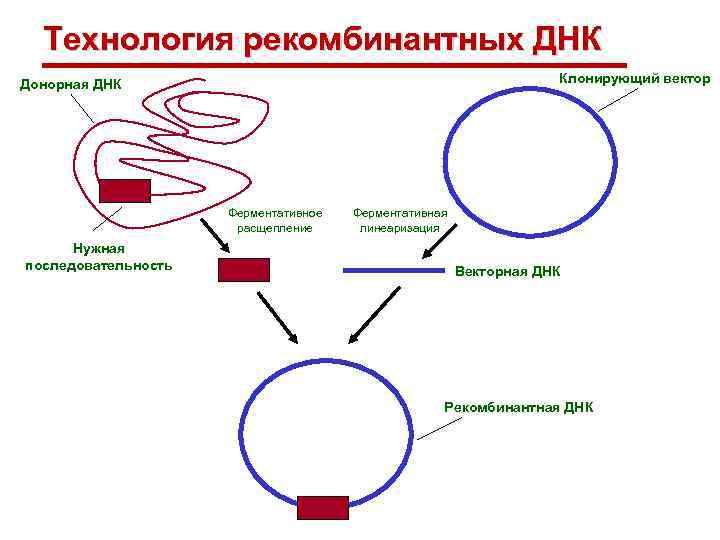 Технология рекомбинантных ДНК Клонирующий вектор Донорная ДНК Ферментативное расщепление Нужная последовательность Ферментативная линеаризация Векторная