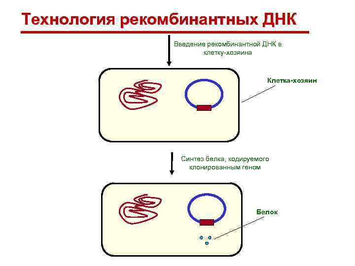 Технология рекомбинантных ДНК Введение рекомбинантной ДНК в клетку-хозяина Клетка-хозяин Синтез белка, кодируемого клонированным геном