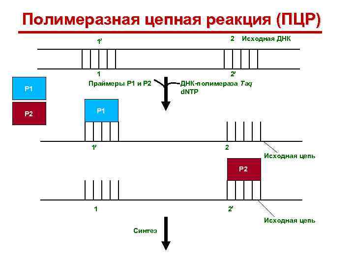 Полимеразная цепная реакция (ПЦР) 2 1 Р 1 1 Праймеры Р 1 и Р