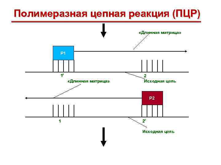 Полимеразная цепная реакция (ПЦР) «Длинная матрица» Р 1 1 «Длинная матрица» 2 Исходная цепь