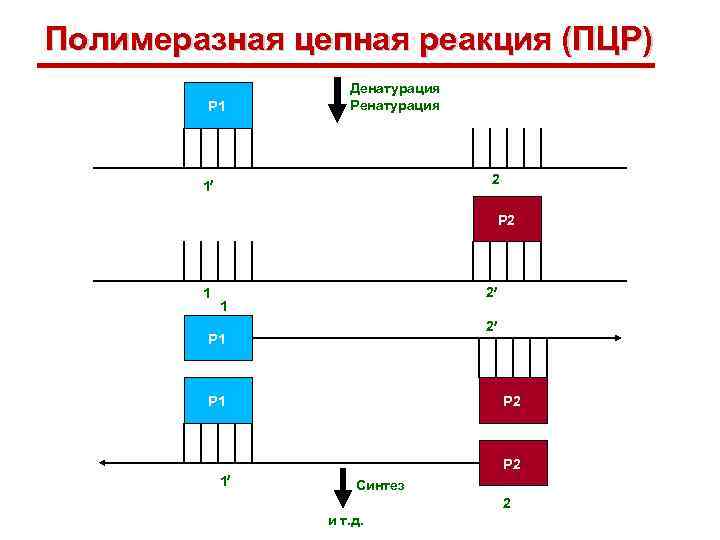 Полимеразная цепная реакция (ПЦР) Р 1 Денатурация Ренатурация 2 1 Р 2 1 2