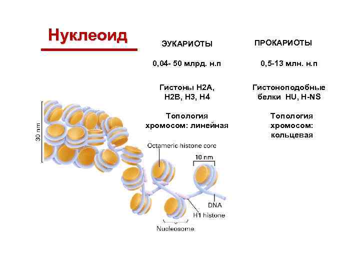 Нуклеоид ЭУКАРИОТЫ ПРОКАРИОТЫ 0, 04 - 50 млрд. н. п 0, 5 -13 млн.